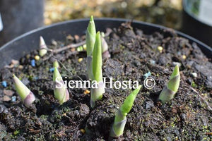 Hosta Moon Split Eyes