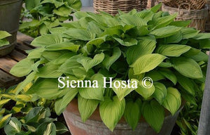 Hosta Albopicta