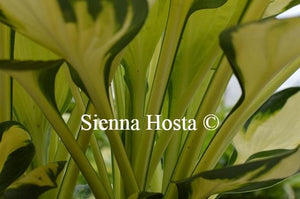 Hosta Color Festival Stems