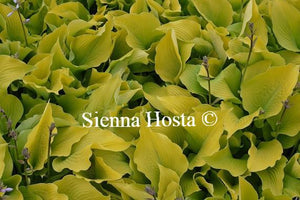 Hosta Sun Power