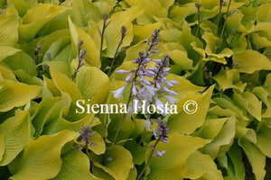 Hosta Sun Power