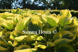 Hosta Liberty