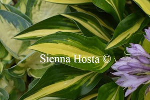 Hosta Lakeside Little Tuft