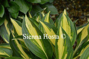 Hosta Lakeside Little Tuft