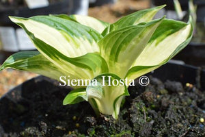 Hosta Loyalist