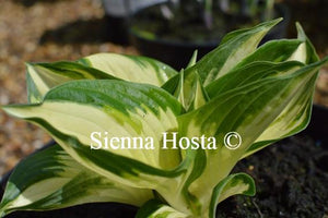 Hosta Loyalist