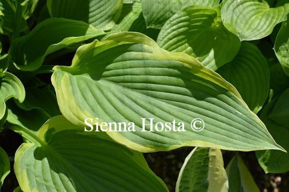 Hosta Yellow River