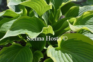 Hosta Yellow River