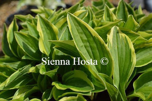 Hosta Little Wonder