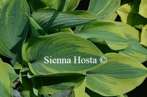 Hosta Alex Summers