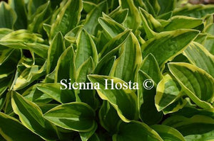 Hosta Little Wonder