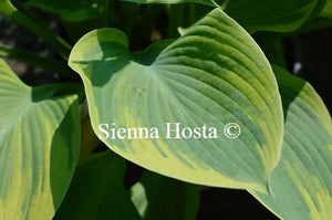 Hosta Alex Summers