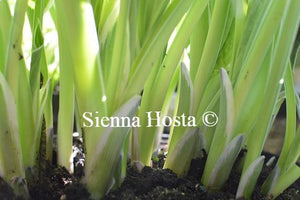 Hosta 'Zager's White Edge'