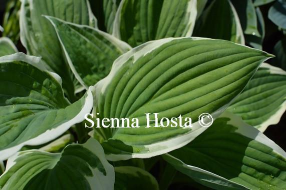 Hosta 'Zager's White Edge'