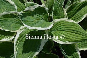 Hosta 'Zager's White Edge'