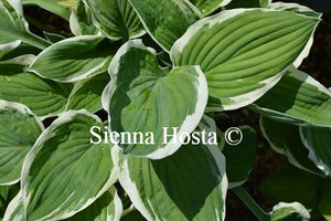 Hosta 'Zager's White Edge'