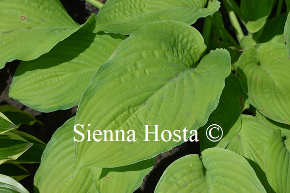 Hosta 'Yesterday's Memories'