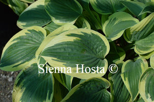 Hosta 'Yin'