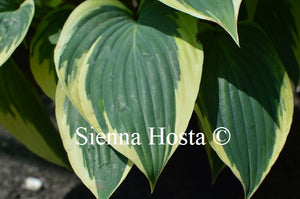 Hosta 'Yin'
