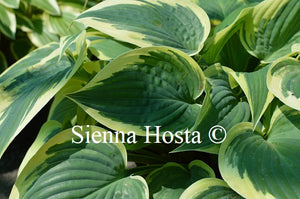 Hosta 'Yin'