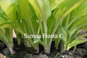 Hosta Moonstruck