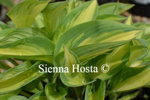 Hosta Moonstruck
