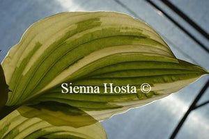 Hosta Winter Warrior