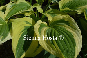 Hosta Winter Warrior
