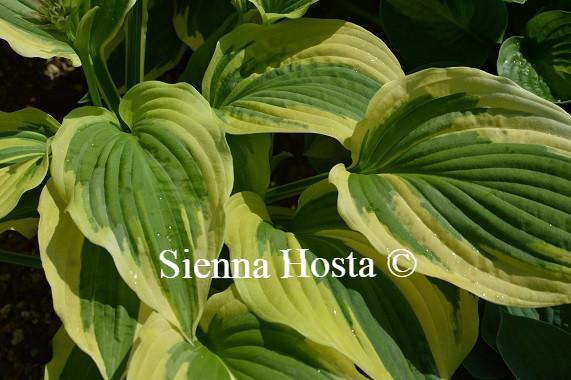 Hosta Winter Warrior
