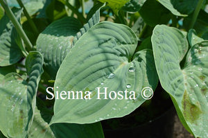 Hosta 'Allegan Emporer'