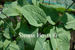 Hosta 'Allegan Emporer'