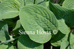 Hosta 'Allegan Emporer'