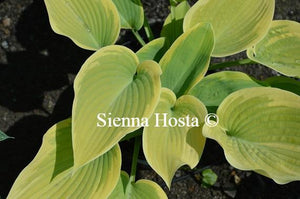 Hosta Apple Candy