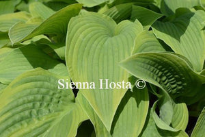 Hosta Academy Blushing Recluse