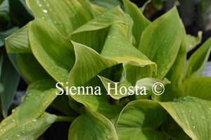 Hosta 'Mount Everest'