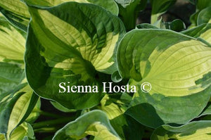 Hosta Whirlwind