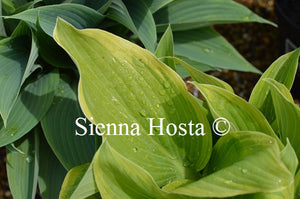 Hosta 'Mount Everest'