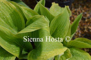 Hosta 'Mount Everest'