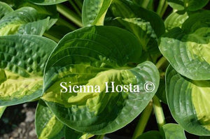 Hosta Warwick Comet