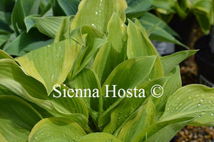 Hosta 'Mount Everest'