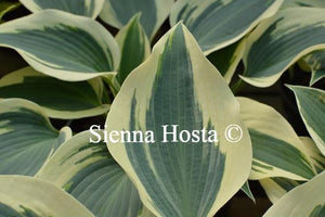 Hosta Firn Line