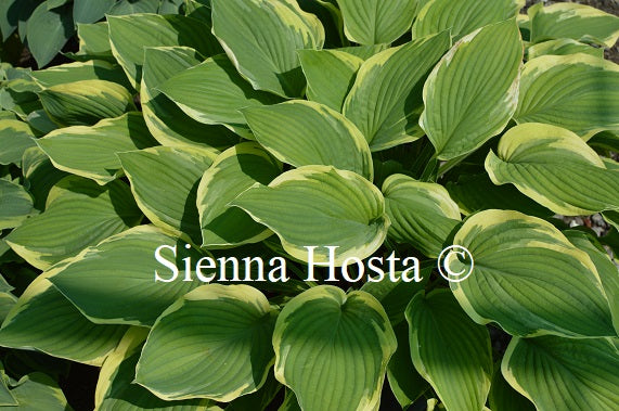 Hosta 'Vibrant Hope'