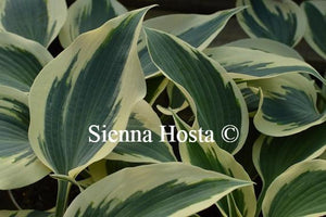 Hosta Firn Line