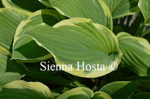 Hosta 'Vibrant Hope'