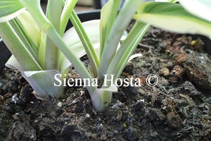 Hosta Firn Line