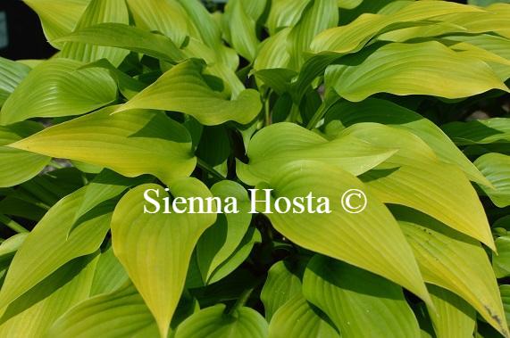 Hosta Valley's Chute the Chute