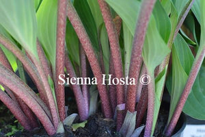 Hosta Red Cadet Red Stems