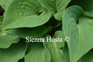 Hosta Red Cadet