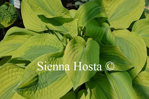Hosta 'Velvet Moon'