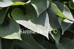 Hosta 'Wagtail'